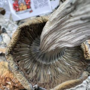 makilla gorilla mushrooms